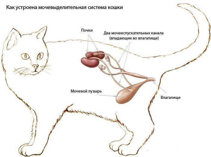 Хпн у кошек и котов: симптомы и лечение | прогноз, сколько живут
