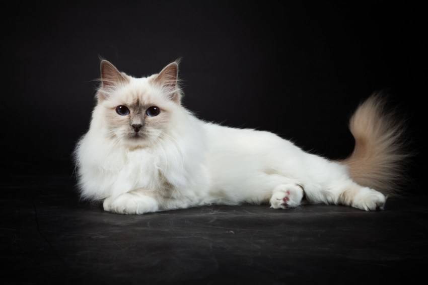 Описание и характер бирманской священной кошки