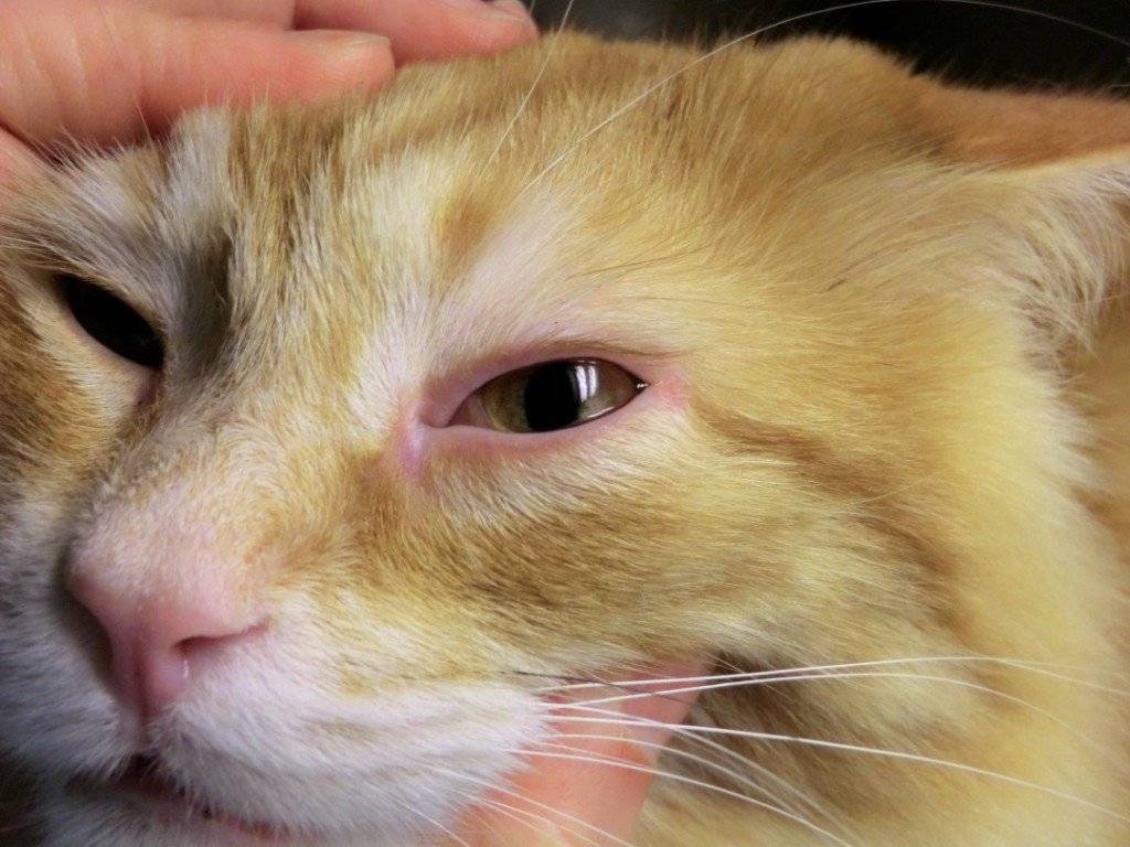 Если кошка чихает и слезятся глаза, что делать?