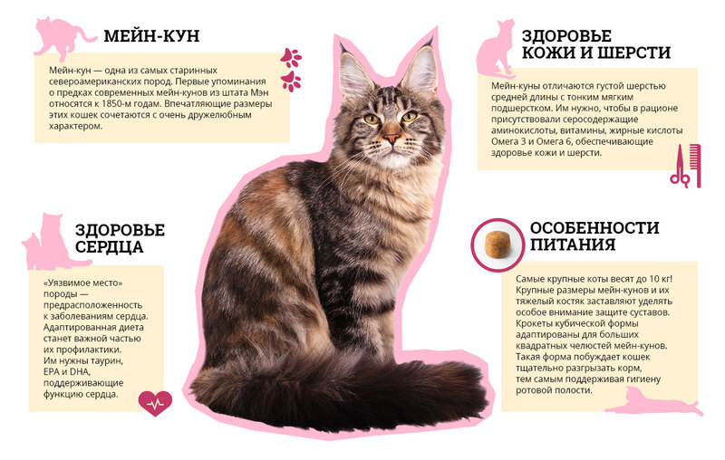 Мейн-кун: все о кошке, фото, описание породы, характер...
