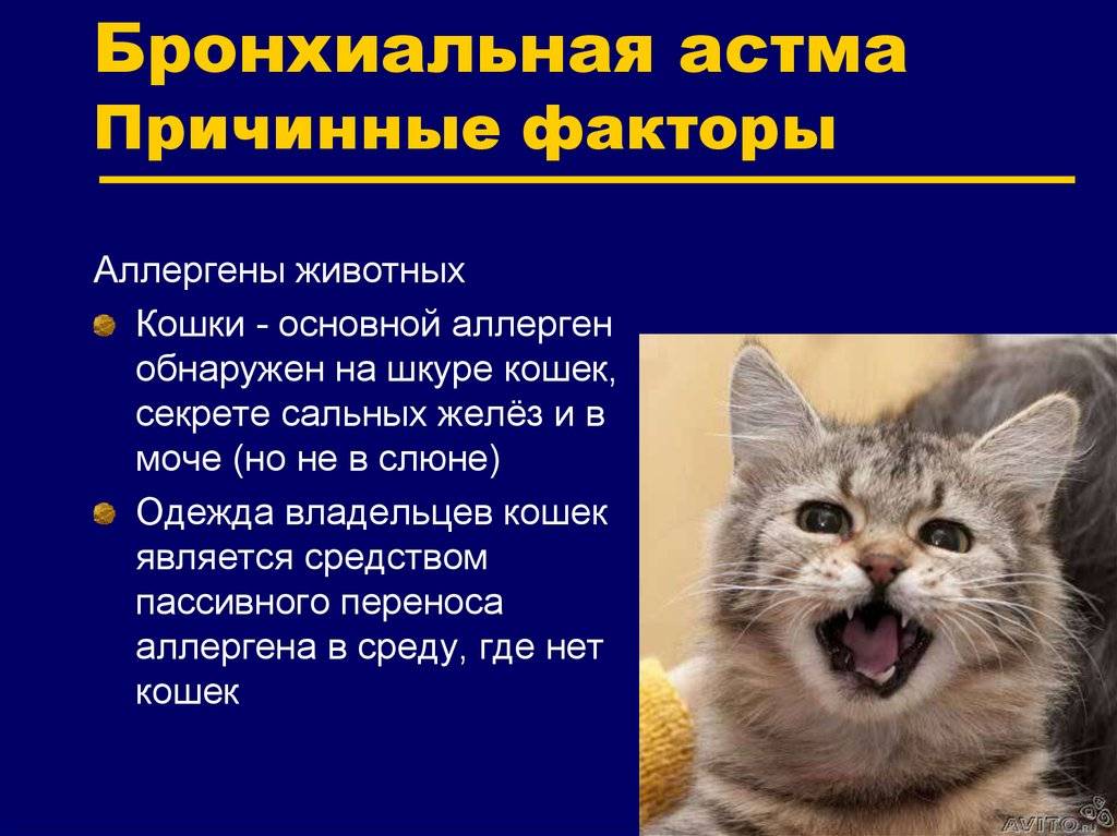 Астма у кошек: симптомы, лечение, препараты и прогноз заболевания