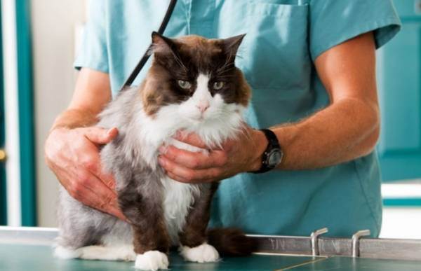 Когда лучше делать стерилизацию кошек?