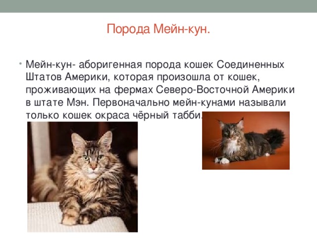 Мейн-кун: описание породы, характер кошек и котов, советы по содержанию и уходу, фото мэйкуна