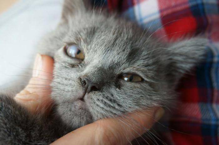 У кота воспалился глаз: чем лечить в домашних условиях