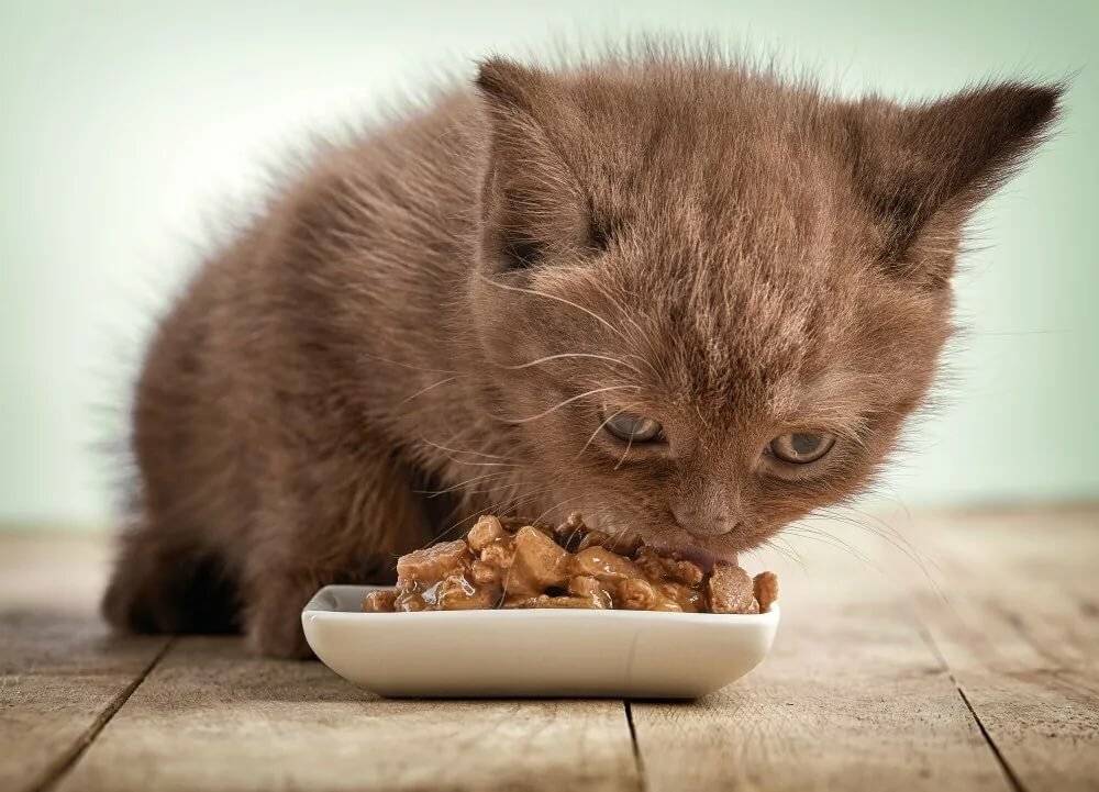 Когда котята начинают есть самостоятельно (видео)