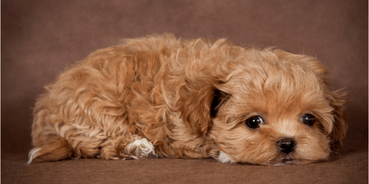 Мальтипу собака: описание, фото и стоимость породы