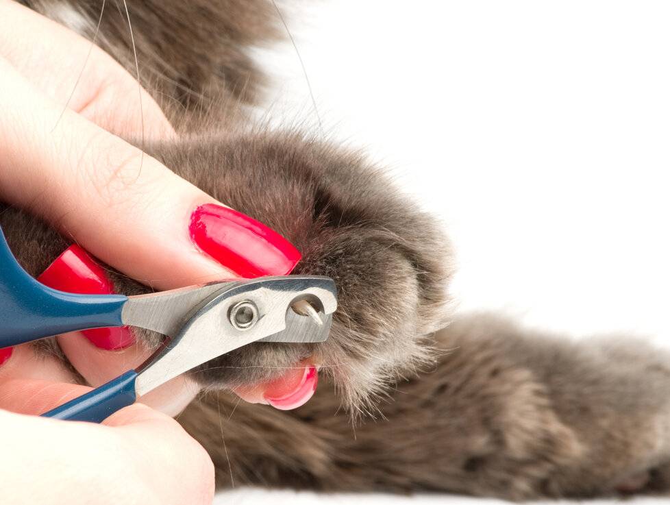 Как подстричь когти кошке или котенку в домашних условиях когтерезкой