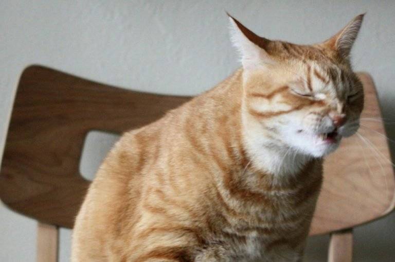 Кашель у кошек – это симптом! почему кашляет кот. причины кашля у кошек