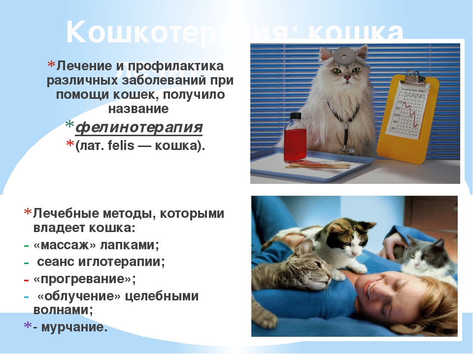 Фелинотерапия — польза кошек для человека