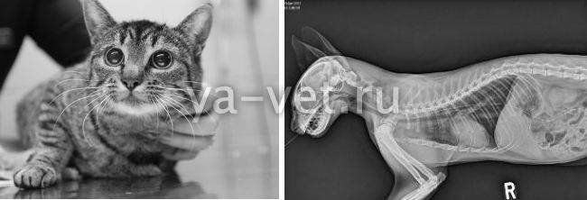 Как и где сделать рентген кота или кошки?