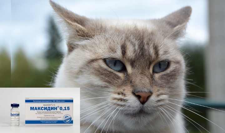 Кошка чихает и сопли: чем лечить в домашних условиях