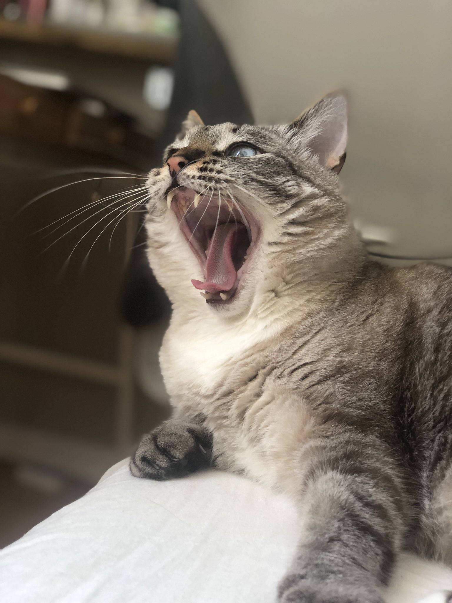 Кошка часто зевает причины