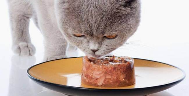 Почему кошка закапывает миску с едой или сркебет лапой рядом с ней, зачем она это делает