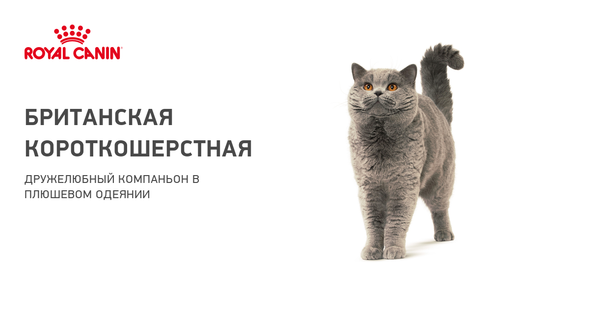 Британская кошка и беспородный котёнок - запись пользователя ольга (tuzartmama) в сообществе домашние животные в категории помогите советом - babyblog.ru