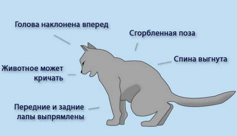 Судороги у кошек: причины, что делать если кот дергается, методы лечения