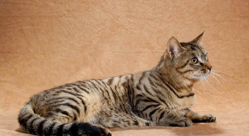 ᐉ китайская кошка ли хуа: особенности породы и характера, размножение - kcc-zoo.ru