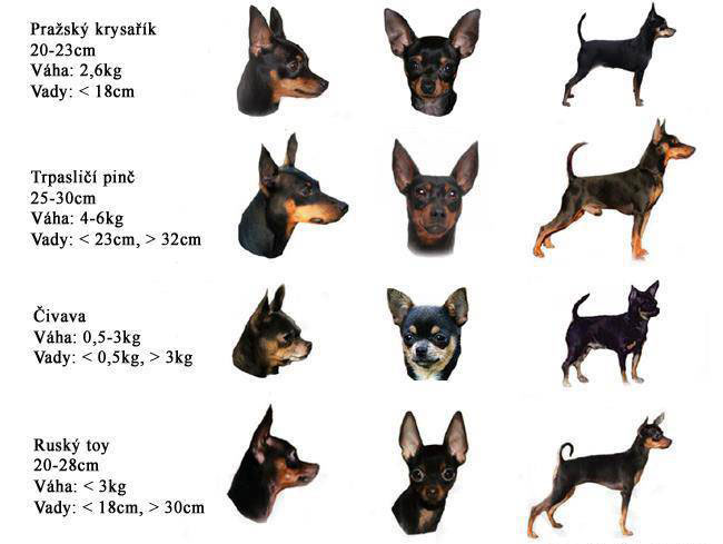 Маленькие породы собак с названиями, размером и фото | petguru