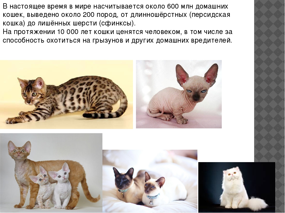 Дикие и домашние породы кошек с кисточками на ушах – что объединяет особенные ушки кошек.