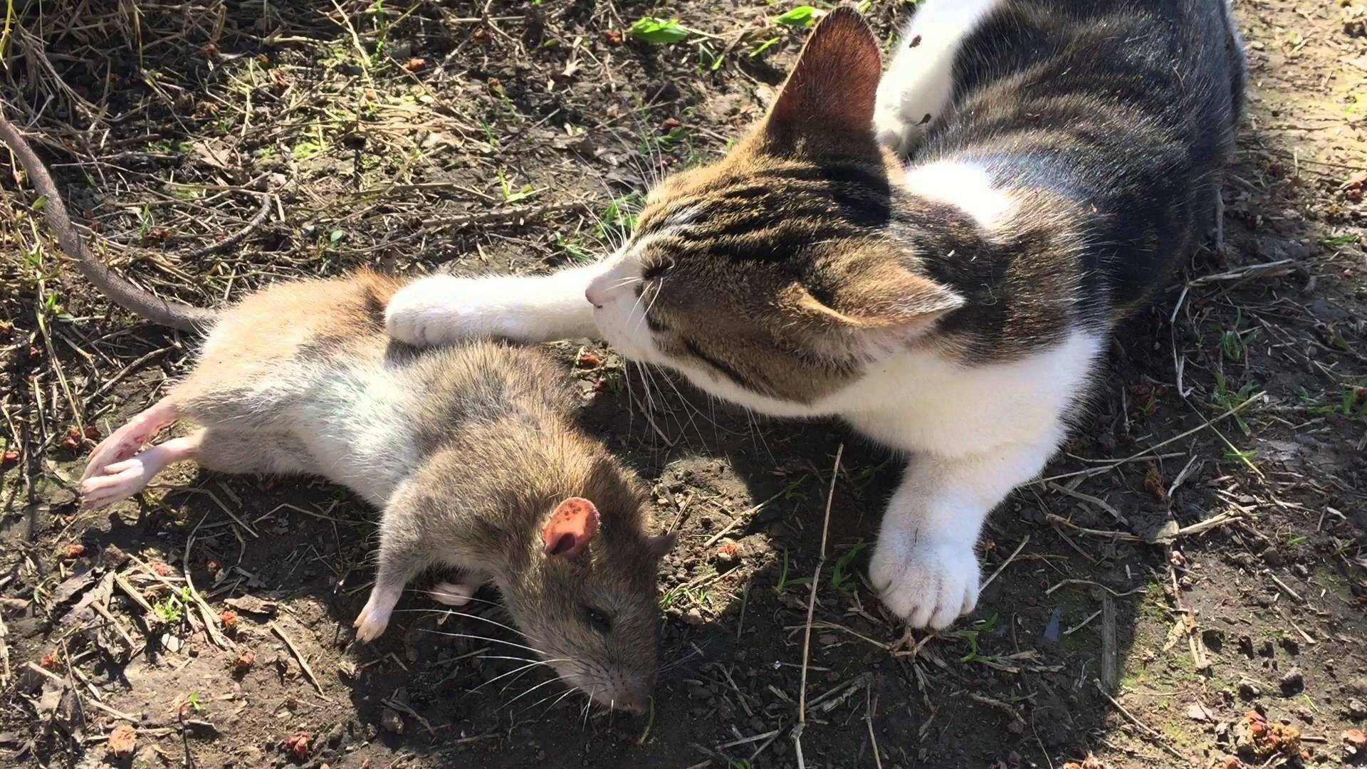 Кот съел отравленную мышь: что будет и что делать?