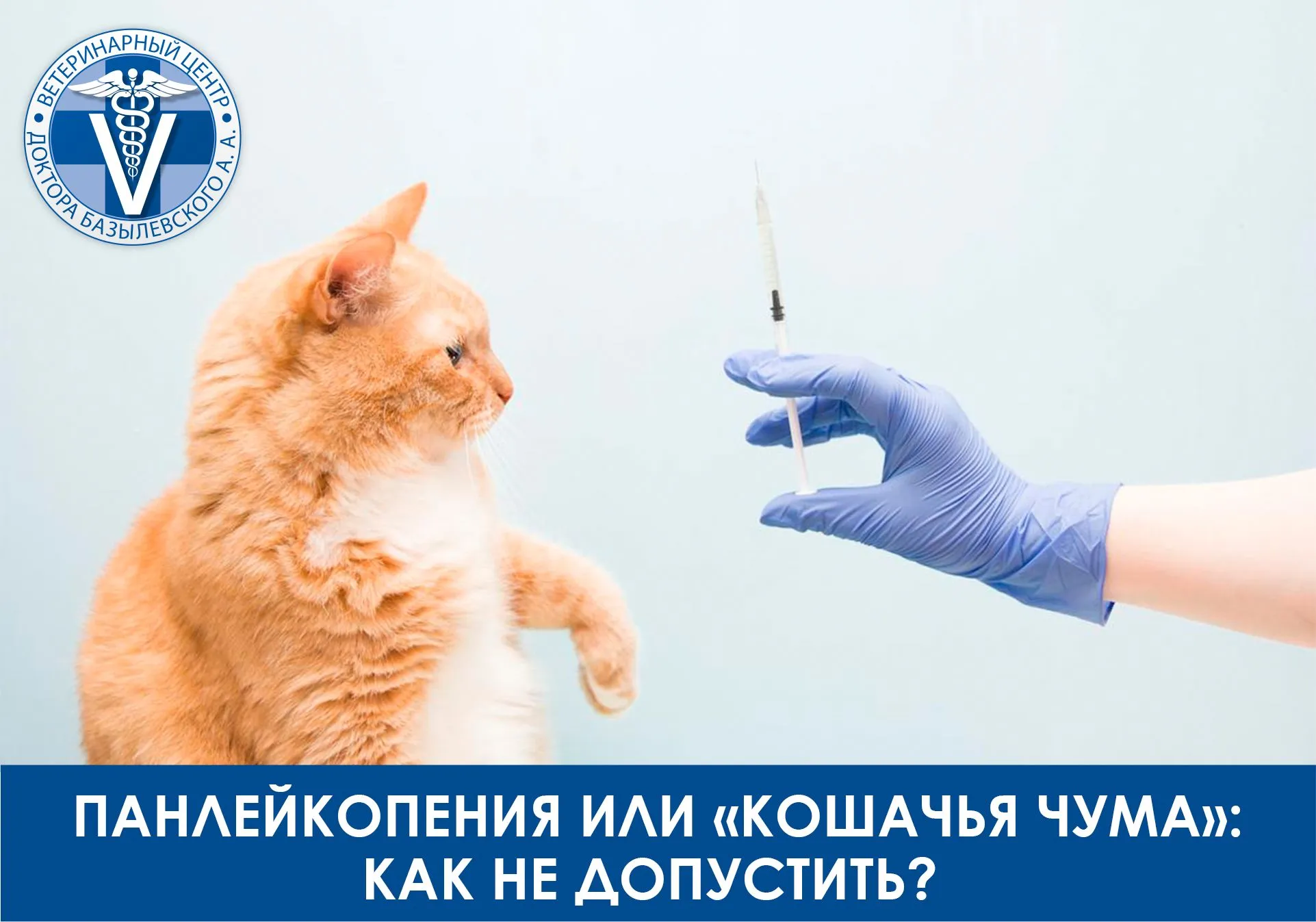 Симптомы и лечение панлейкопении у кошек