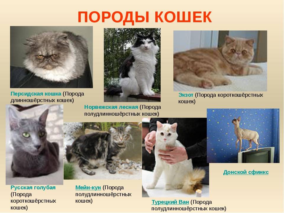Кудрявые кошки: как называются породы животных с кучерявой, волнистой шерстью, короткой и длинной?