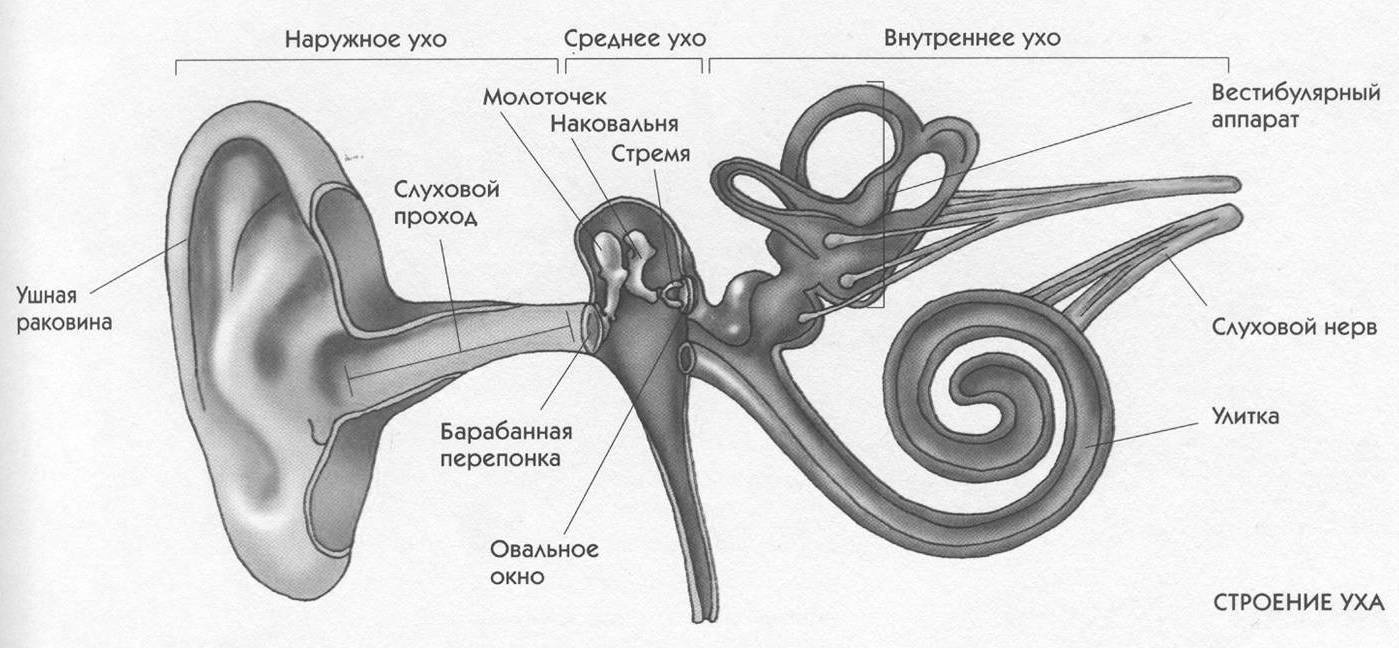 Схема строения уха