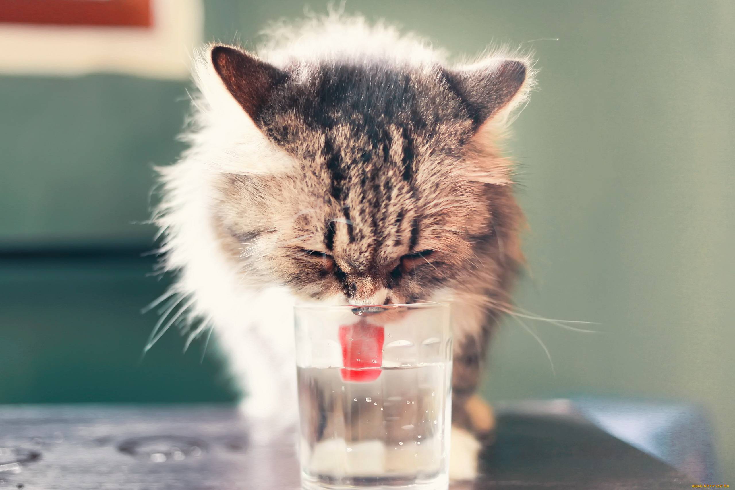 Котенок не пьет воду: причины, почему это происходит? котенок не пьет воду: что делать, как правильно приучить?