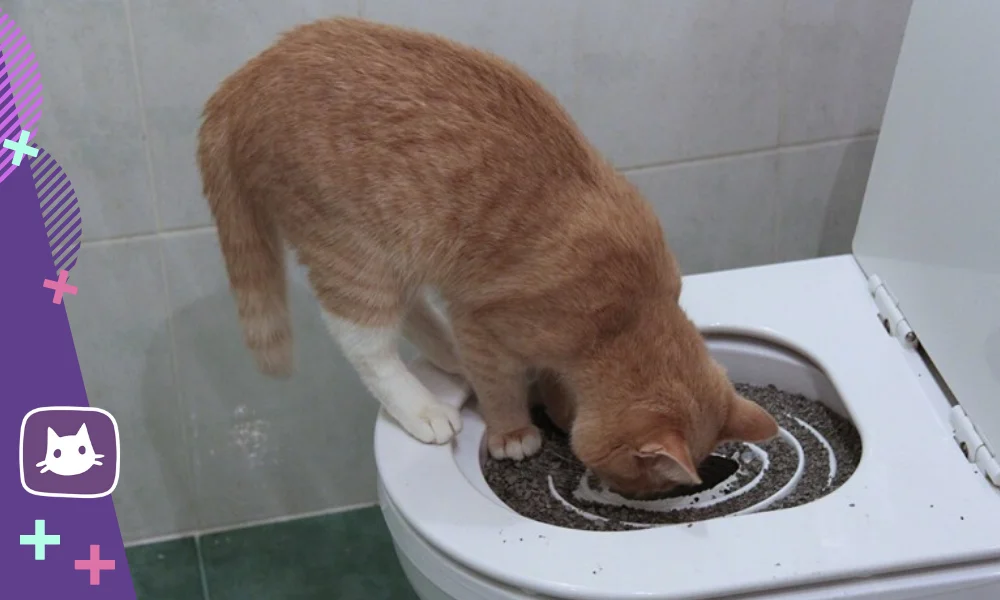 Когда котята начинают какать, как часто должен ходить в туалет по-большому и маленькому