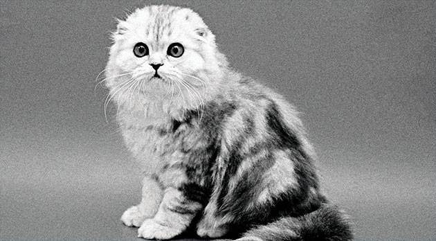 Вислоухий котенок или нет — как определить?