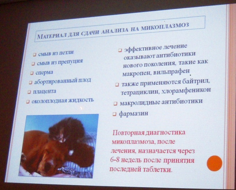 Микоплазмоз у кошек симптомы и лечение схема лечения