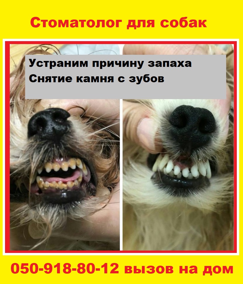 Бывает ли у собак зубной камень и можно ли избавиться от него в домашних условиях? зубной камень у собак: как почистить зубы