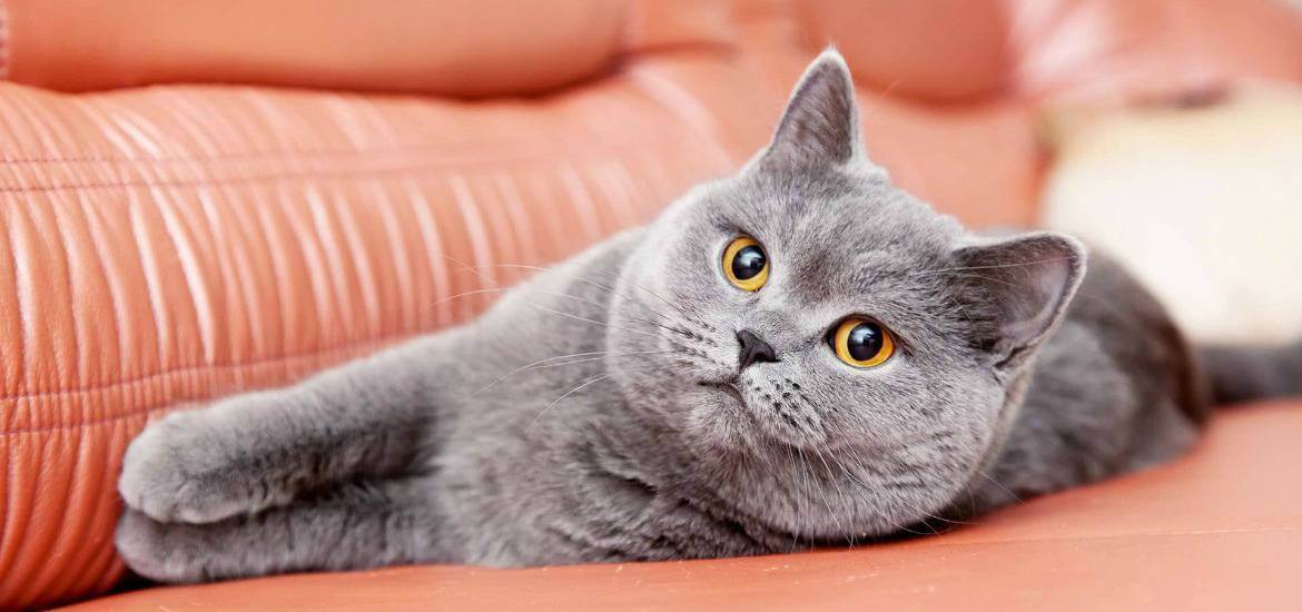 Корм для кошек — как и из чего делают?