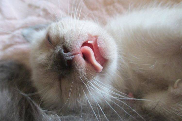Почему у кошки высунутый язык