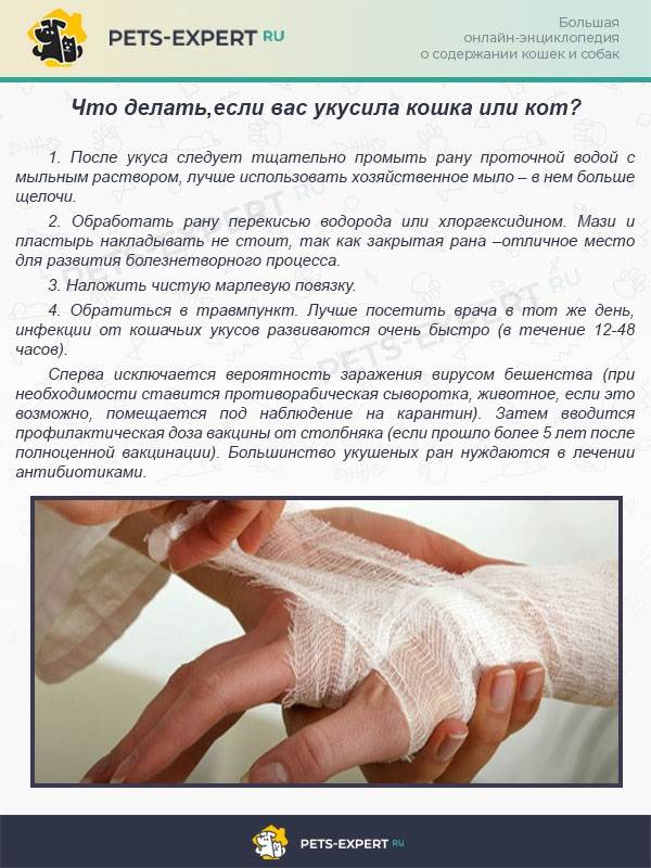 Реакции на ужаления насекомых - как проявляются и что делать?