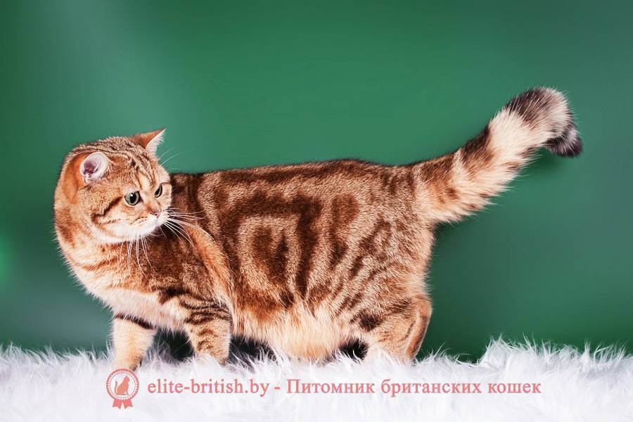 Почему у кота висит «курдюк»: причины отвисания кожи на животе у кошек шотландской, британской и других пород