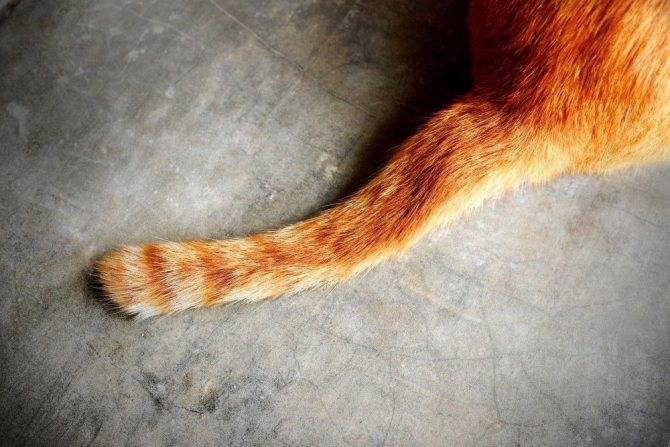 Сальный хвост у кота: фото, причины и лечение