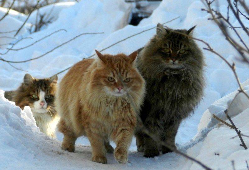 Выращивание сибирских котят: описание породы, характер, фото
