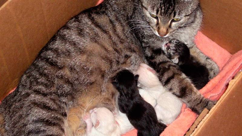 Частое и тяжелое дыхание у кошек после окончания родового процесса