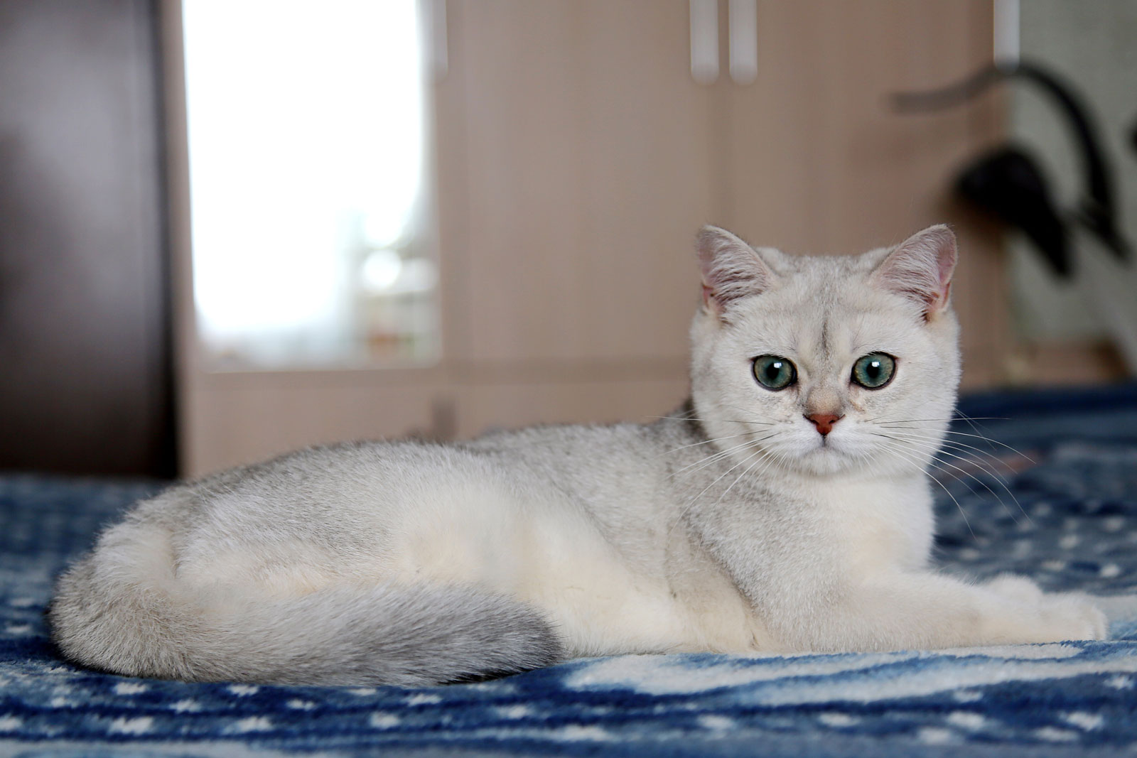 Порода кошек - шиншилла: фото с описанием и особенности