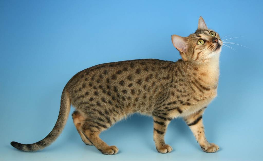 Египетские мау: фото и описание породы кошек (характер, уход и кормление)