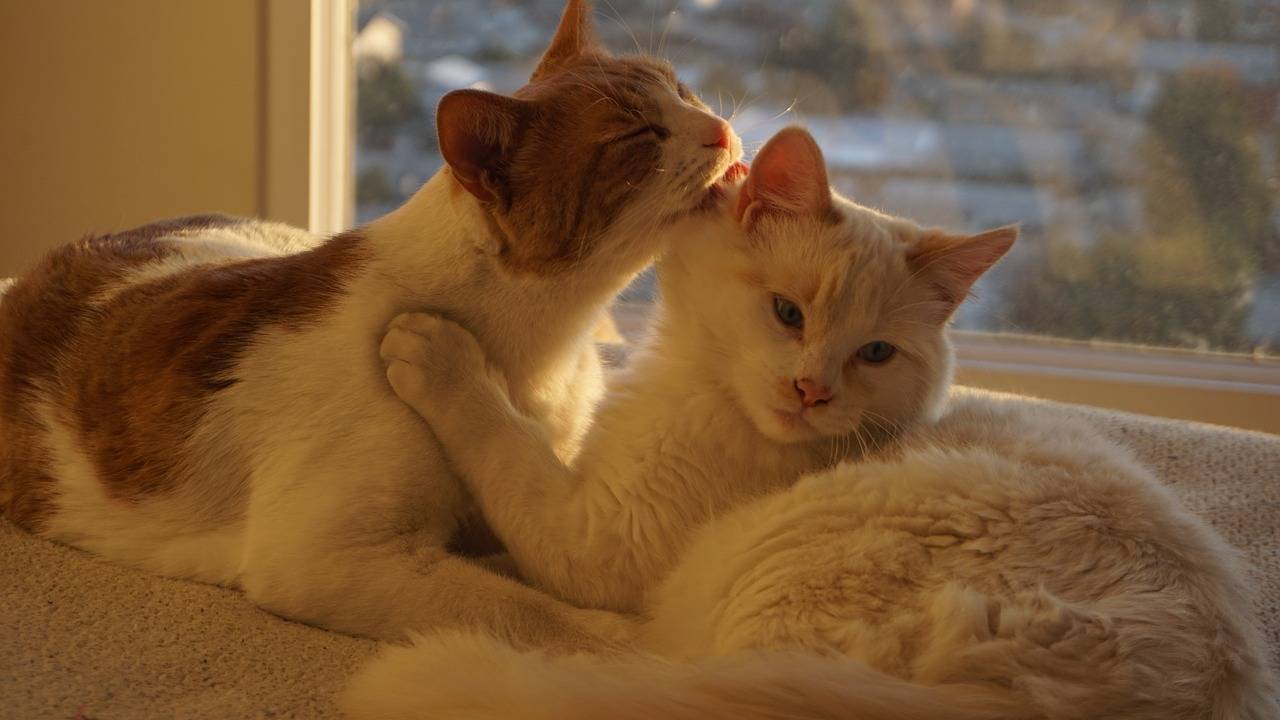 Как подружить кота и котенка: способы примирения питомцев