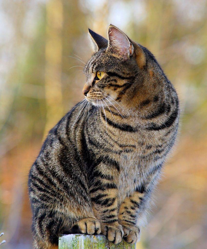 Полосатый кот: название породы и описание