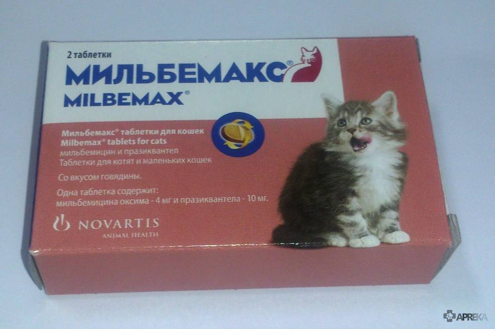 Как применять «мильбемакс» для котят и кошек