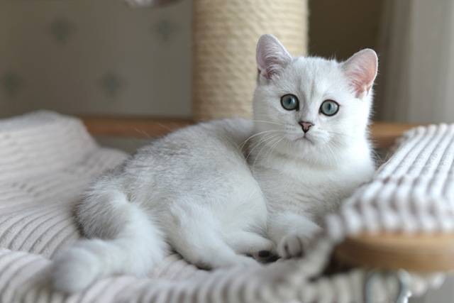 Британская шиншилла (71 фото): описание шиншилловых британцев, характер кошек и котов. варианты окраса котят породы британская шиншилла
