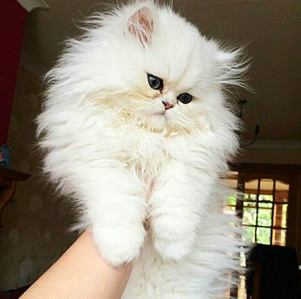Фото персидский кот белый