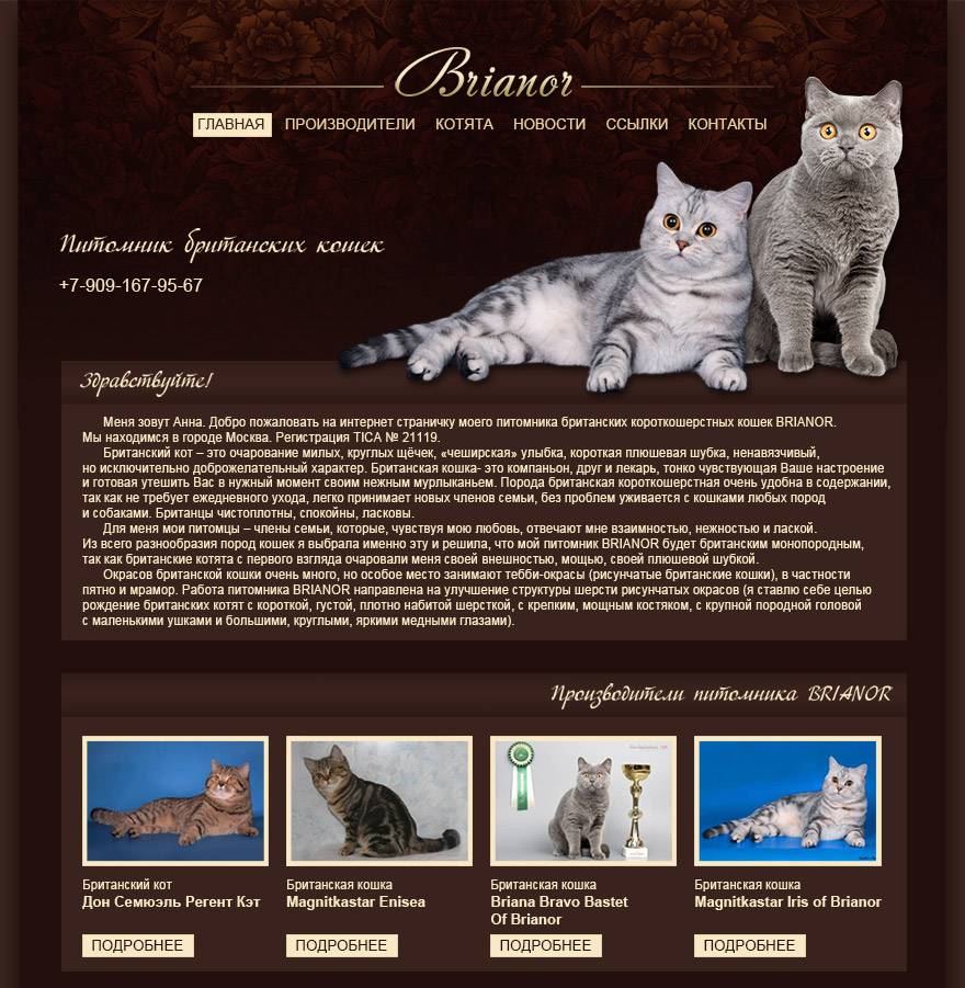 Британская короткошерстная кошка: фото, описание, характер, цена кошки, отзывы ✔
