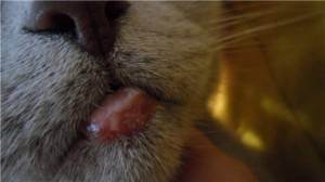 Причины по которым у кошки может опухнуть нижняя губа