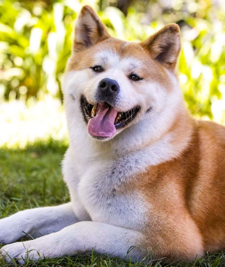 История собаки хатико породы акита-ину и его влияние на культуру японии