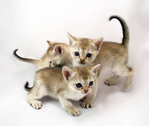 Самая маленькая кошка в мире: названия пород, их фото