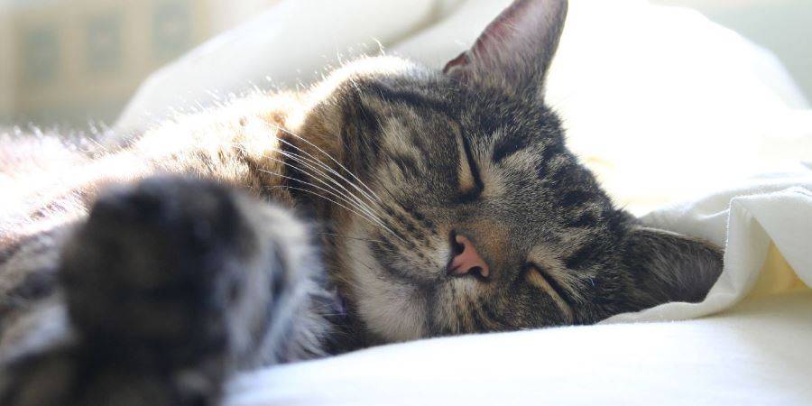 Сонник увидеть сне свою кошку. к чему снится увидеть сне свою кошку видеть во сне - сонник дома солнца